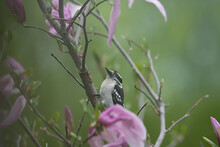 Downy Woodpecker Perched In A Magnolia Tree