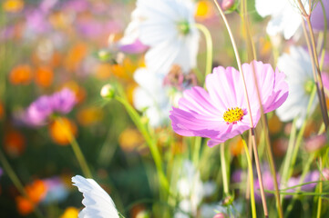 Beautiful flowers in spring