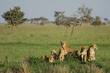 African Lion (Panthera leo) pack of female lions with cubs scanning the savanna, Serengeti National Park; Tanzania