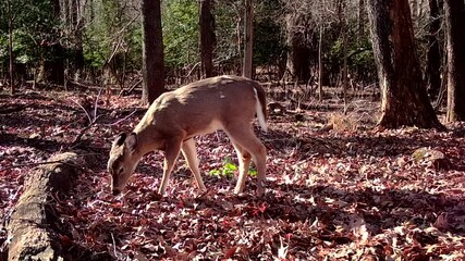 Wall Mural - wild whitetail deer in forest in winter