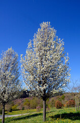 Wall Mural - Pyrus calleryana 