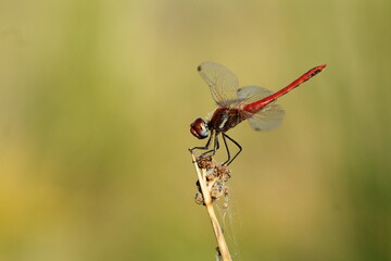 dragonfly on a branch