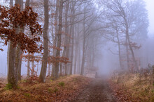 Herbstlicher Waldweg Im Nebel