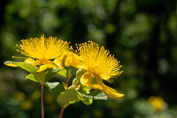 Hypericum calycinum is a species of prostrate or low-growing shrub in the flowering plant family Hypericaceae and this is a close up / detailed photo of that plant