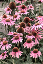 Pink Coneflowers In The Summer Garden