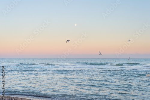 Landscape moon sea seagulls...