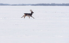 Wild Deer (dama Dama) In Winter Landscape, On The Field Outside The Forest