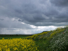 Lluvia De Primavera En El Campo. Cielo Con Nubes Dramáticas Sobre Un Campo Amarillo De Colza. En Un Talud Florecen Margaritas Y Otras Flores Silvestres.