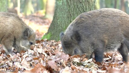 Wall Mural - closeup young wild boar sus scrofa calm piggy looking for nutriment in dark woods. wildlife tranquil