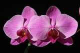Fototapeta Storczyk - orchid on black