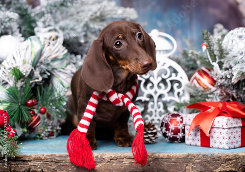 Puppy dachshund; New Year's puppy; Christmas dog © liliya kulianionak