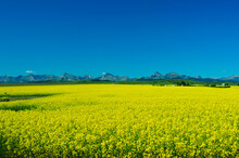 Yellow Golden Field Of Canola Plants Stretches Over Prairie Farmland Of Alberta Canada With Mountains In The Distance