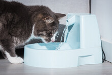 Funny Cat Drinks Water From Water Dispenser Or Water Fountain. Dehydration In A Cat. Pet Thirst. Cat Playing With Water.