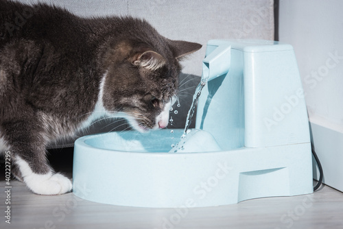 Funny cat drinks water from water dispenser or water fountain. Dehydration in a cat. Pet thirst. Cat playing with water.
