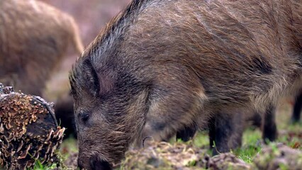 Wall Mural - closeup young wild boar sus scrofa calm piggy looking for nutriment in dark woods. wildlife tranquil
