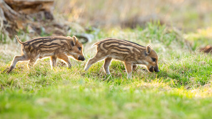 Wall Mural - young wild boars, sus scrofa, grazing on meadow in springtime nature. little striped piglets feeding