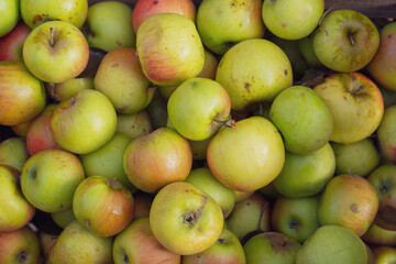 Wall Mural - pommes vertes