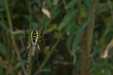 Female Black And Yellow Garden Spider In Her Web