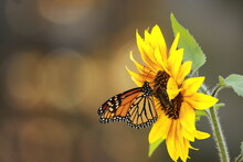 Monarch Butterfly On A Yellow Sunflower