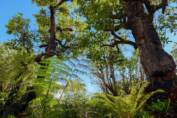 Canvas Print - Nature and sparse in the tropics.