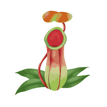 Tropical Pitcher Plant Isolated On White Background.  Vector Illustration.