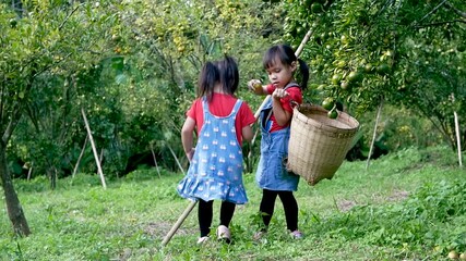 Wall Mural - Happy two sibling girls picking fresh organic oranges, lemons or mandarins in a orchard.