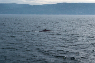 Wall Mural - Baleine-Rorqual à Tadoussac