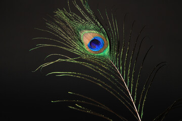 Peacock feather isolated on a black background