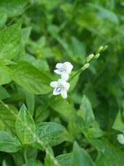 Botany illustration. Asystasia gangetica two white flowers on a stem. Foliage green background. Leaves and flowers. Close up, macro view. Summer garden, greenery composition. Vertical frame. 