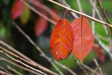 Canvas Print - Red dry leaves in autumn