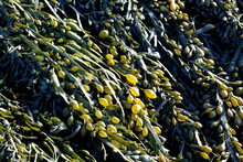 A Closeup On Seaweed At Low Tide On The Atlantic Coast.
