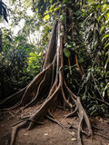 Fototapeta Pomosty - tree roots