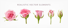 Realistic Vector Elements Set Of Pink Roses. Pink Bud Of Rose Flower And An Open Flower Isolated On White.