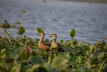 The Lesser Whistling Duck, Also Known As Indian Whistling Duck Or Lesser Whistling Teal, Is A Species Of Whistling Duck That Breeds In The Indian Subcontinent And Southeast Asia