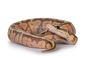 Leinwandbilder - Super Pastel Coralglow Ballpython aka Python regius, curled up. Head lifted and tongue out. Isolated on white background.