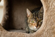 Portrait of a tabby cat in a cat house