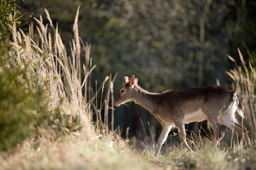 Wall Mural - Fallow deer