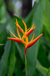 Beautiful Heliconia flower. Common names for the genus include Dwarf Jamaican flower,lobster-claws, toucan peak, wild plantains or false bird-of-paradise.