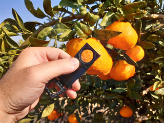 Wall Mural - Supervisor tests citrus fruits of the citrus trees with a handheld magnifier for insect pests 