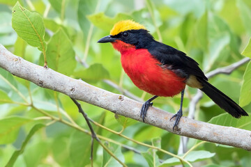 Wall Mural - Yellow-crowned Gonolek, Laniarius barbarus