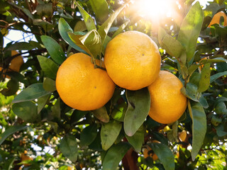 Wall Mural - Citrus fruit grow on a tree on the agricultural plantation 