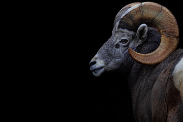 bighorn sheep