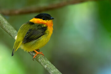 Orange-collared Manakin, Manacus aurantiacus