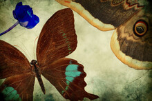 Textured Old Paper Background With Beautiful Wild Flowers And Exotic Butterflies