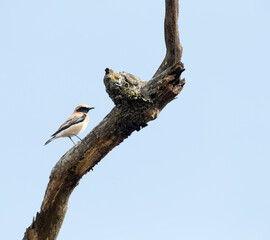 Wall Mural - Western Black-eared Wheatear, Oenanthe hispanica