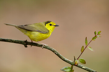 hooded warbler, setophaga citrina