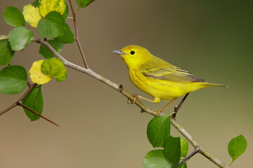 Wall Mural - Yellow Warbler, Setophaga aestiva