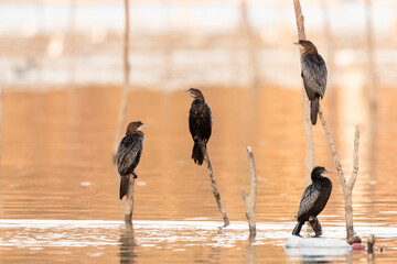 Wall Mural - Dwergaalscholver, Pygmy Cormorant, Phalacrocorax pygmeus