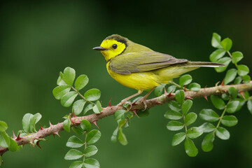 hooded warbler, setophaga citrina
