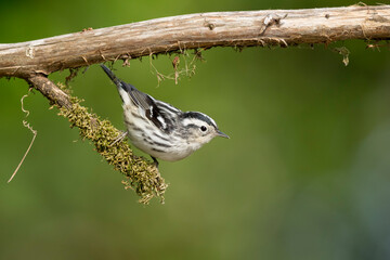 Black-and-white Warbler, Mniotilta varia